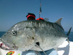 42kg GT (93lb)
