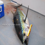 Heru Skipjack Lures