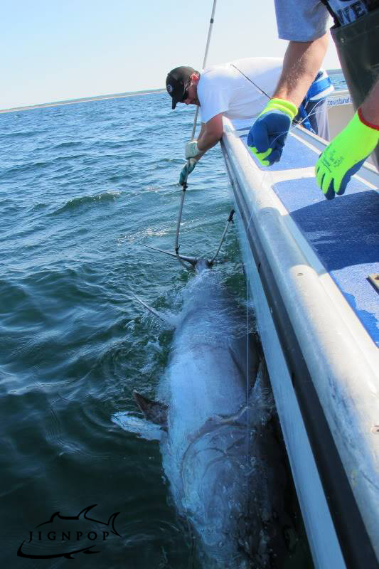 1/29/16: 1,000lb Bluefin Tuna! Black Hole Cape Cod Special 450g